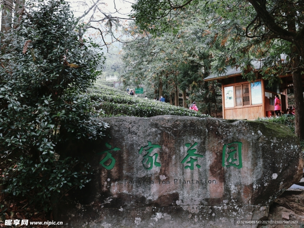 姑婆山茶园