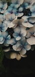 绣球花图片