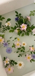 花  植物   图片