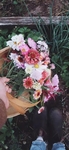 花  植物   图片