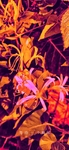 金银花植物图片