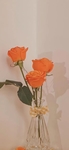 植物  花朵   图片