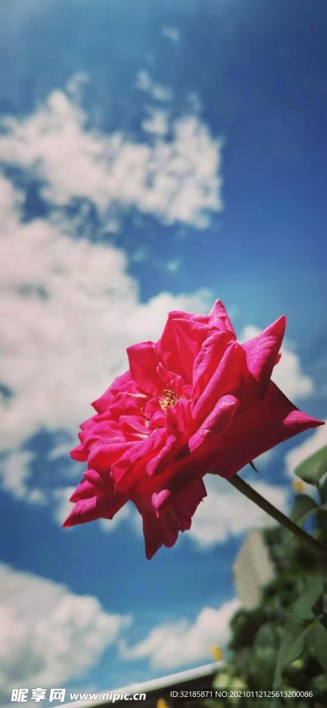 月季花朵   图片