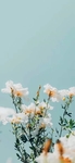 植物  花朵   图片  花儿