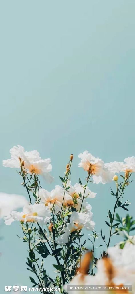 植物  花朵   图片  花儿