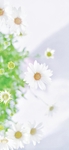 大滨菊   植物  花朵