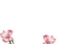 透明底鲜花PNG素材图