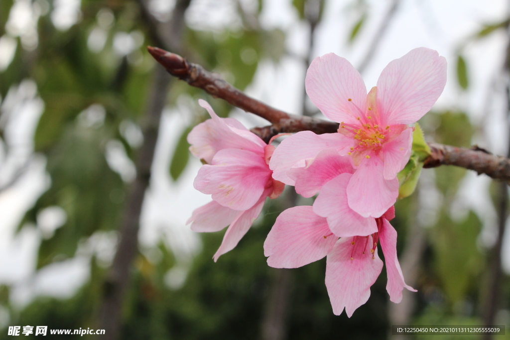 樱花