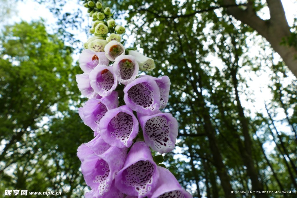 红色的毛地黄鲜花