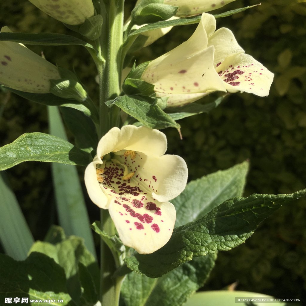 毛地黄鲜花