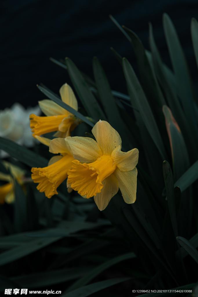 黄色水仙花