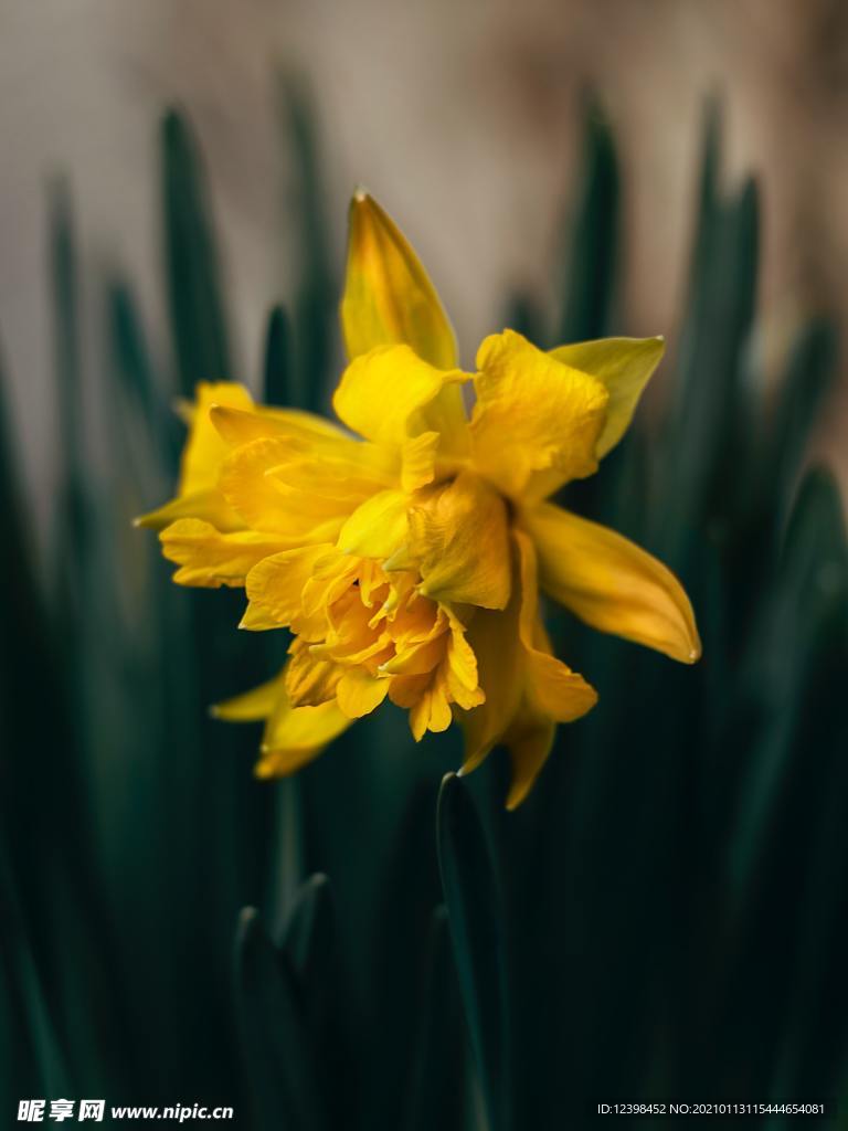黄色水仙花