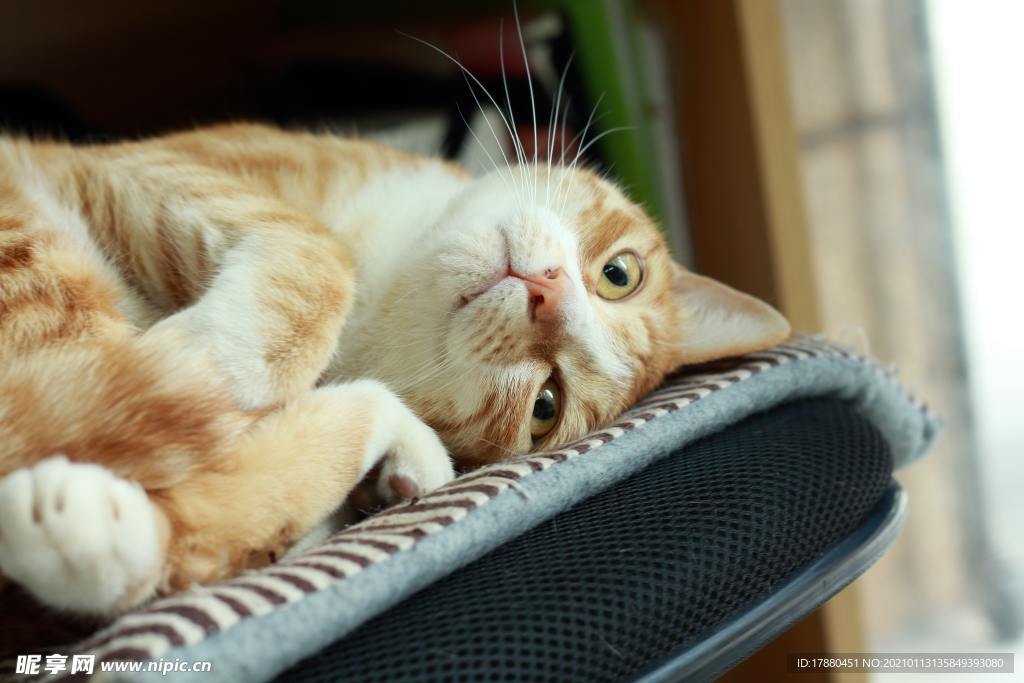猫