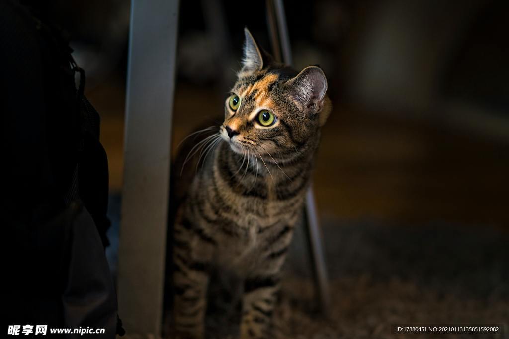 猫