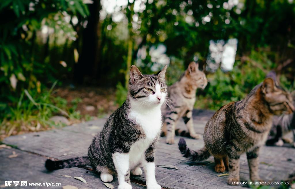 猫