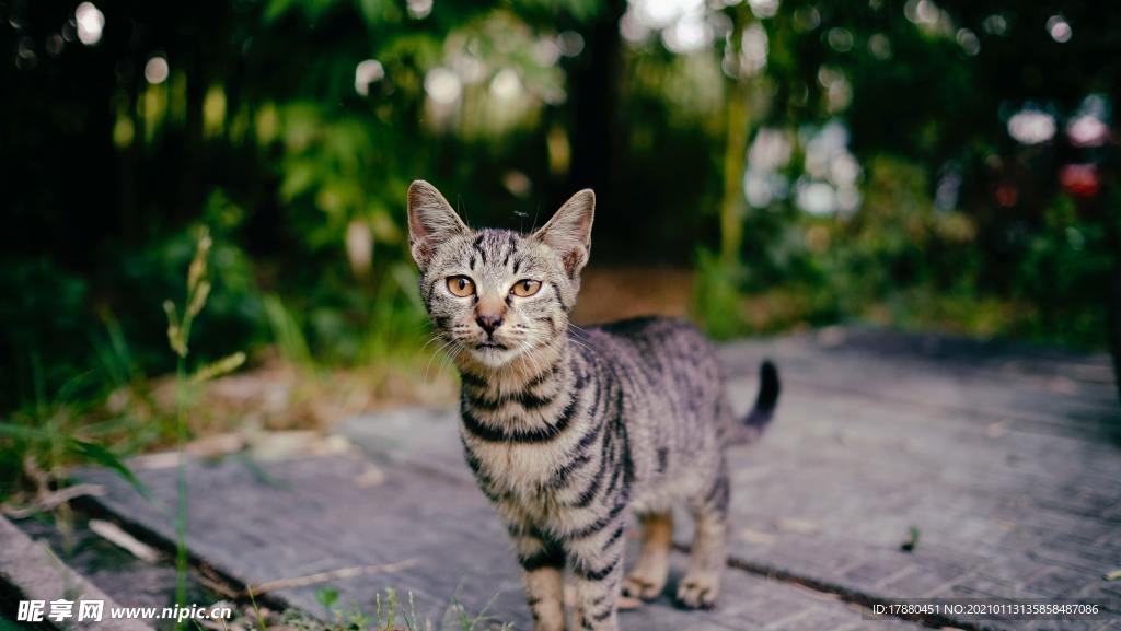 猫