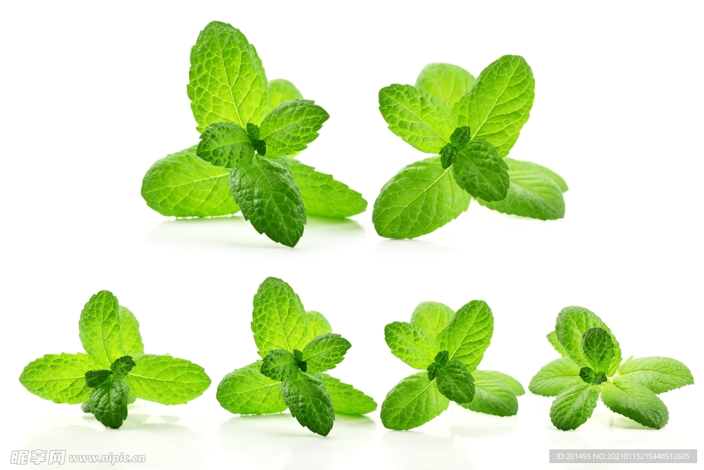 薄荷