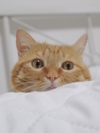 家猫
