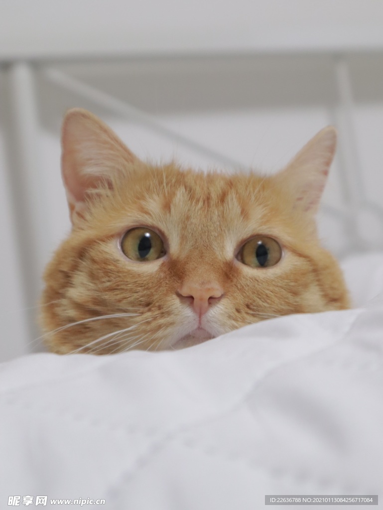家猫
