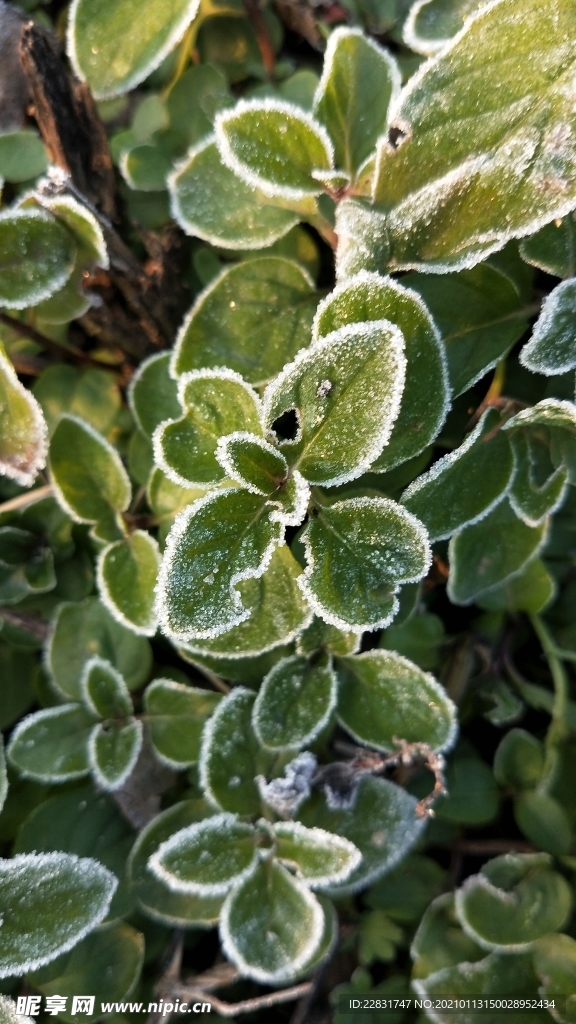 植物冰霜