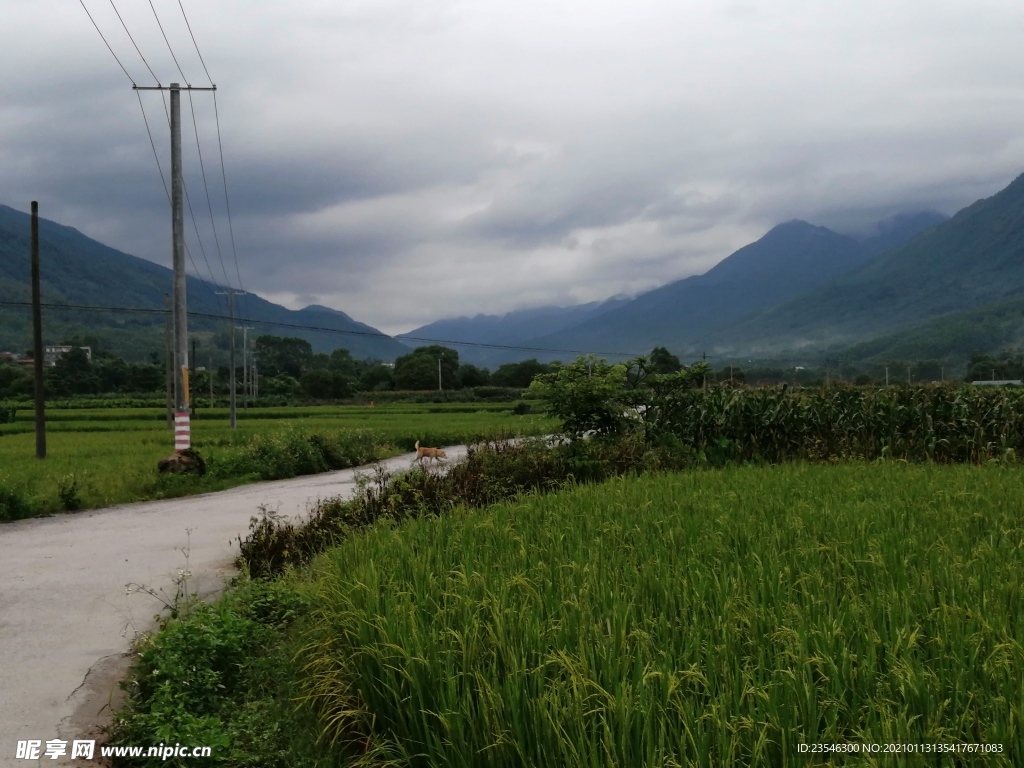 稻田间的公路