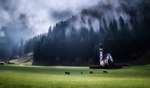 森林 风景