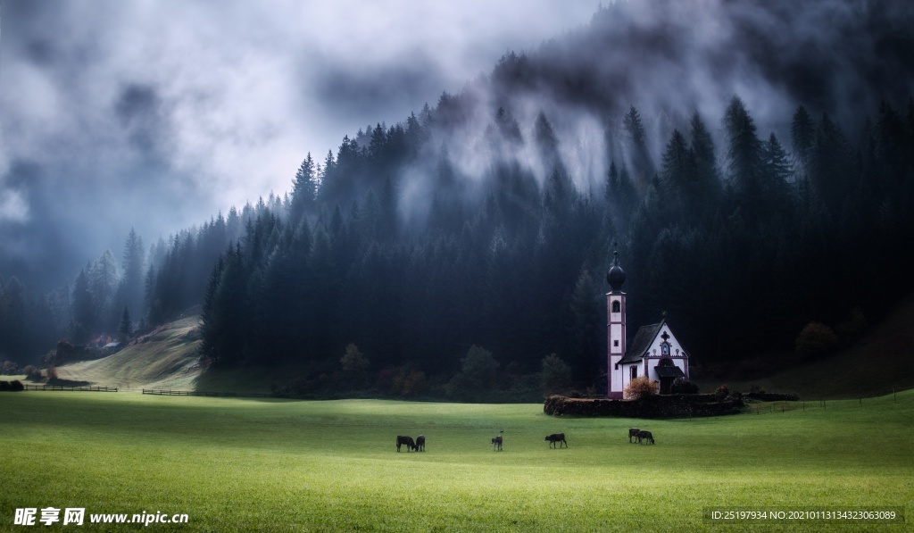 森林 风景