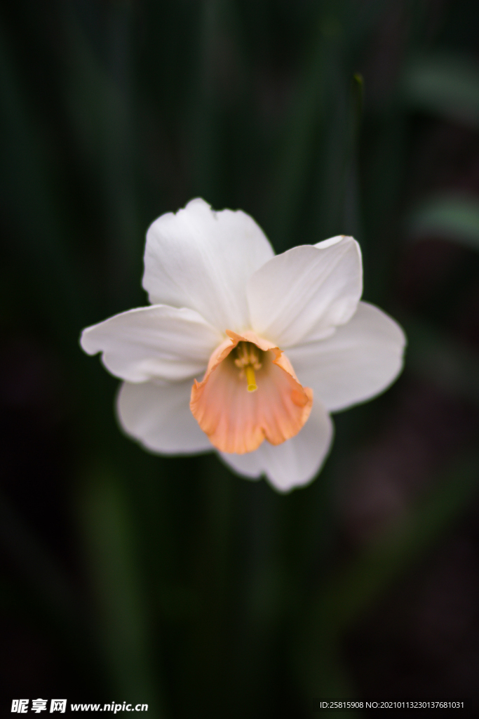 水仙花