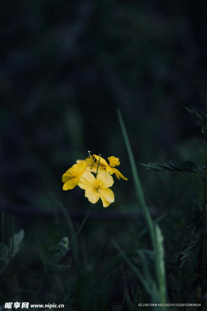 水仙花