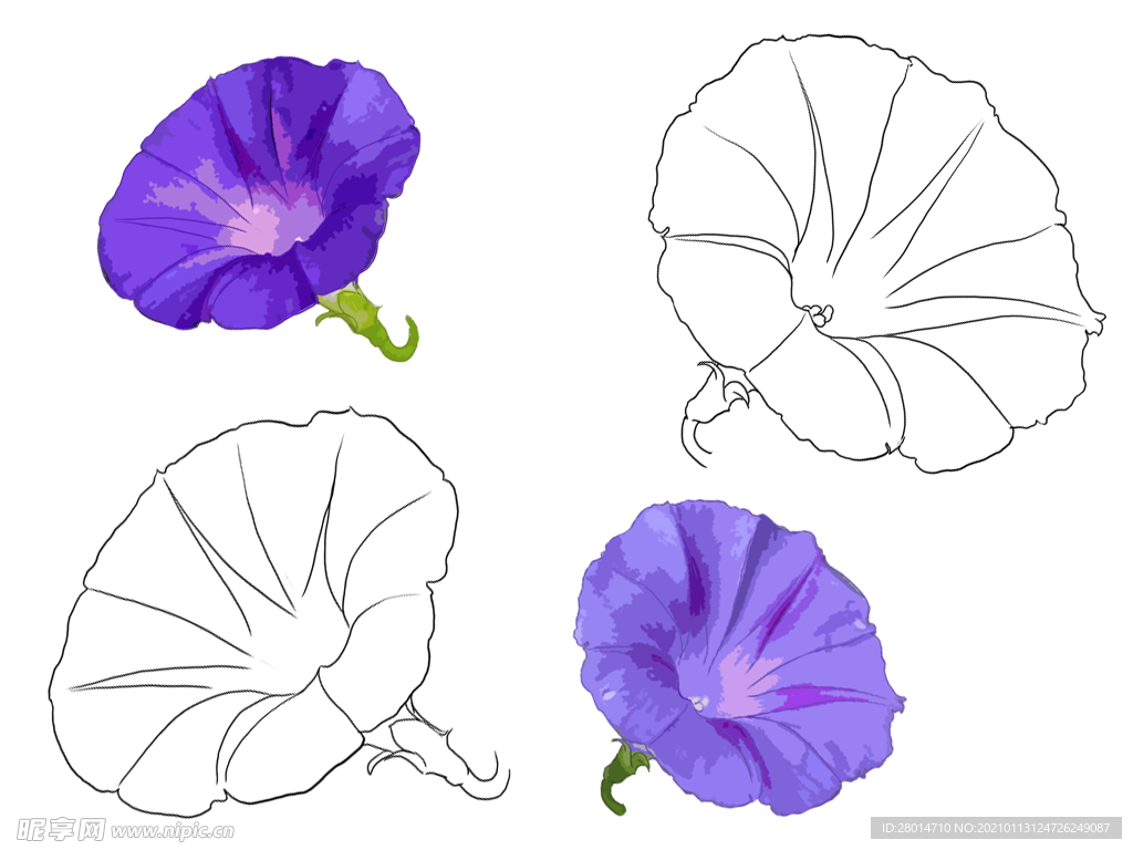 花卉素描