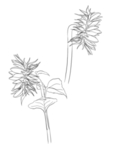 向日葵素描