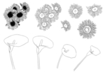 花卉素描