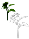 花卉素描