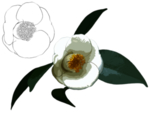 花卉素描