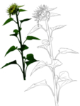 花卉素描