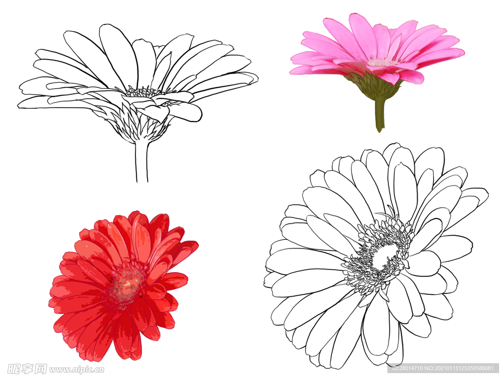 花卉素描