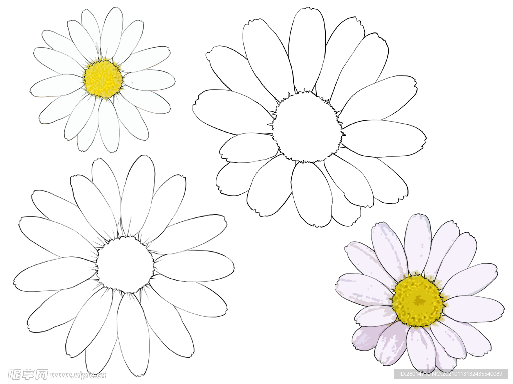 花卉素描