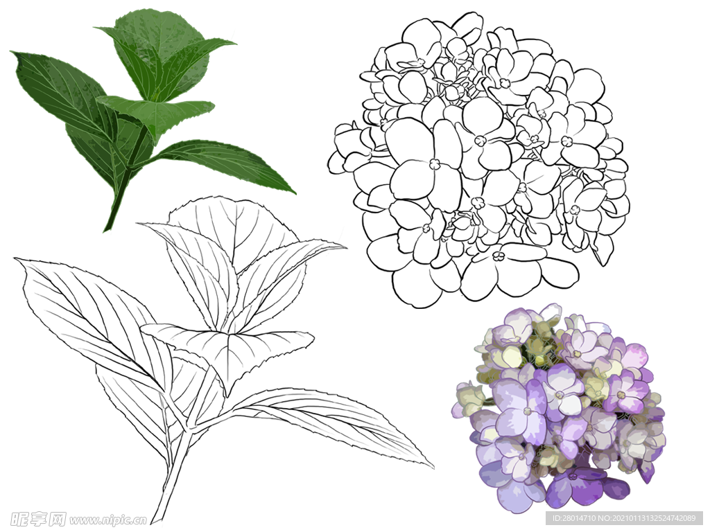 花卉素描