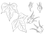 叶子素描