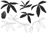 叶子素描