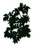 叶子素描