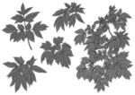 叶子素描