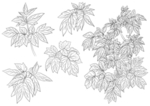 素描叶子