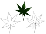 素描叶子