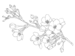 樱花梅花
