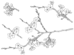樱花梅花