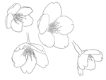 樱花梅花
