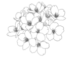 樱花梅花