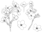 樱花梅花