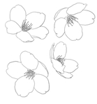 樱花梅花